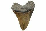 Multi-Toned Fossil Megalodon Tooth - South Carolina #312021-1